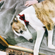Illustration for article titled These Good Pups All Want To Be Champion
